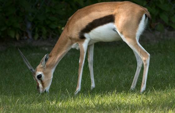 Antelope