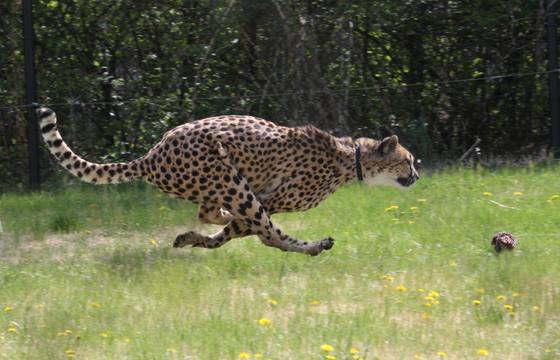 Cheetah