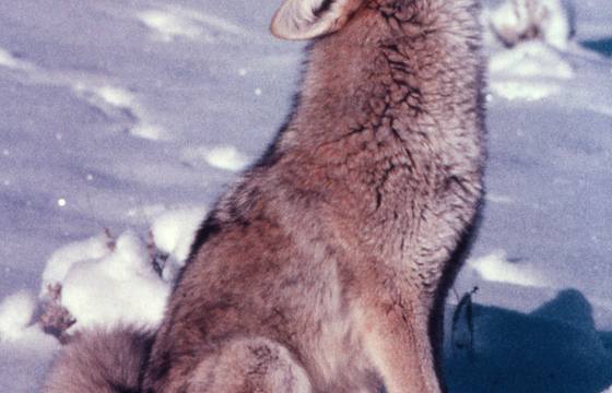 Coyote