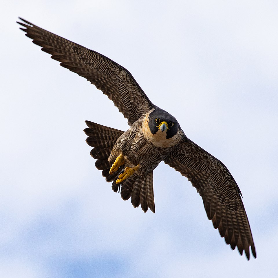 Falcon