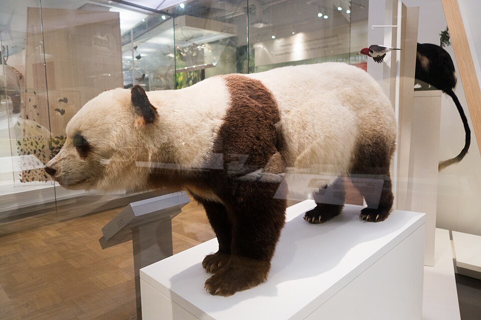 Panda challenge stage